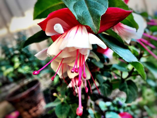 Spring red and white fuchsia is ready to produce more flowers in summer.