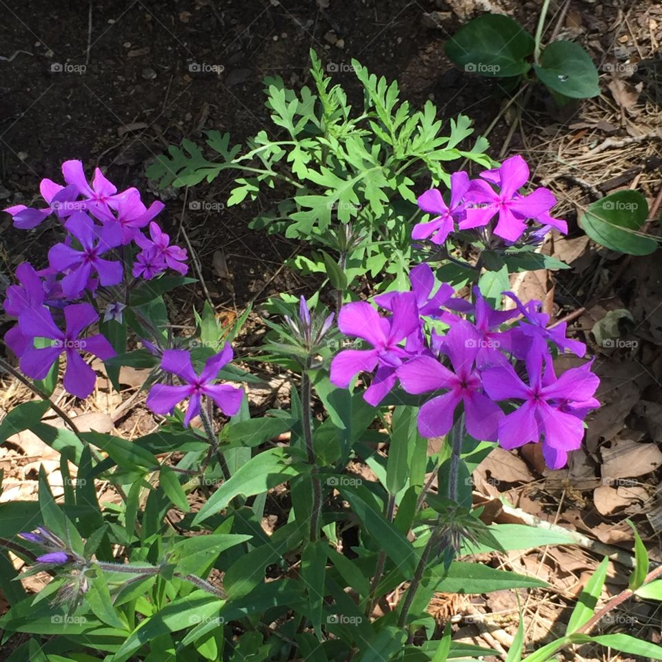 Pretty purple flowers