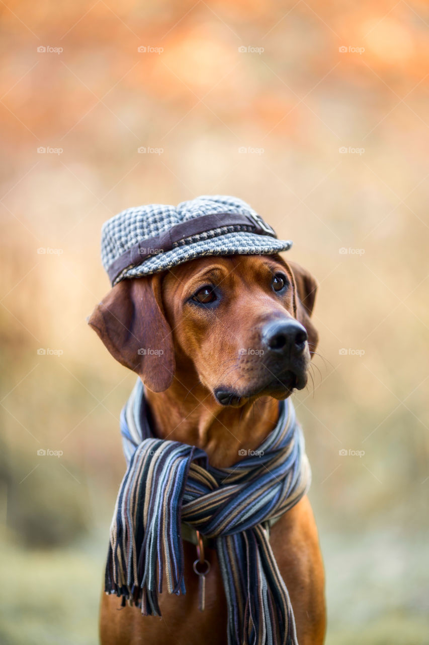 Rhodesian Ridgeback  in wear at autumn park