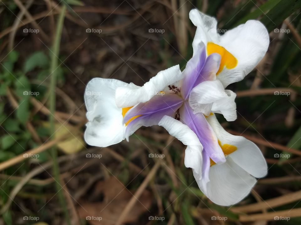 white, Orange and violet Flower