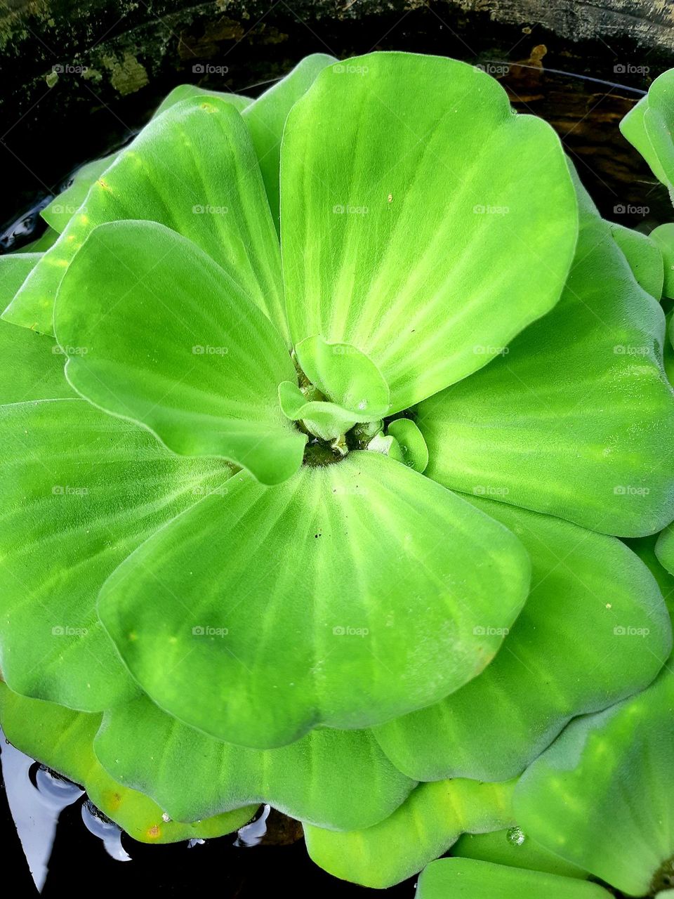 Pistia stratiotes water plant on the pond, top view