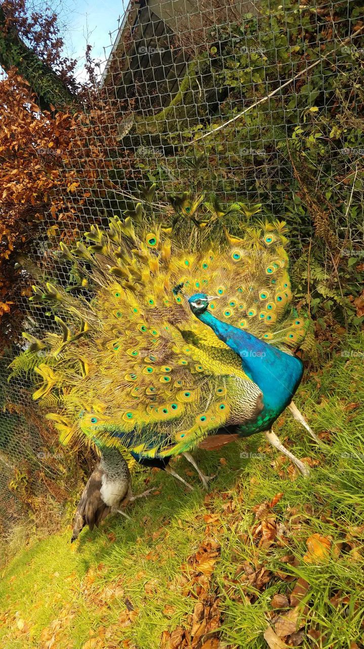 peacock showing its feathers