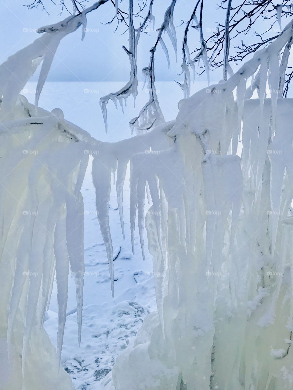 Ice covered tree braches