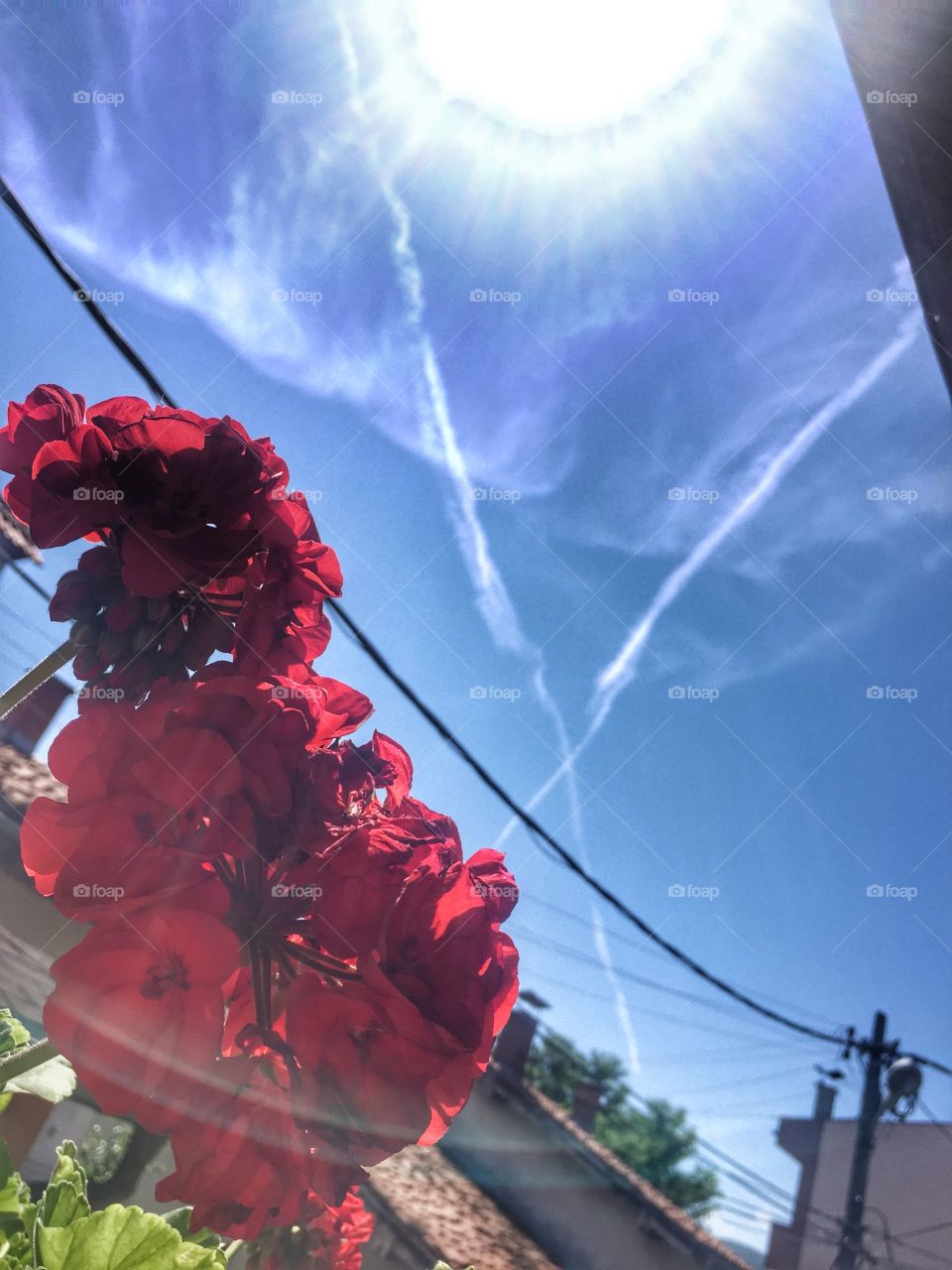 Flower and traces of plane