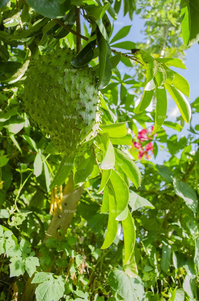 Soursop On Tree