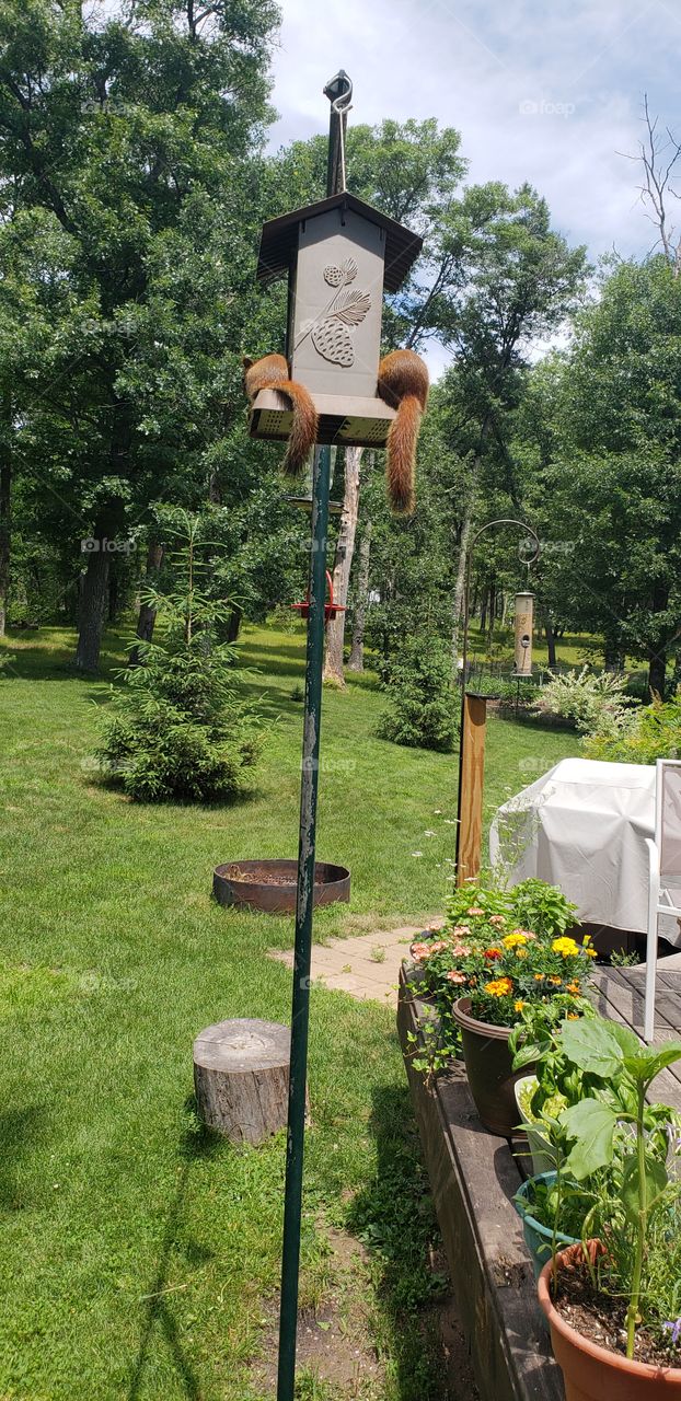 Two red squirrels on birdhouse