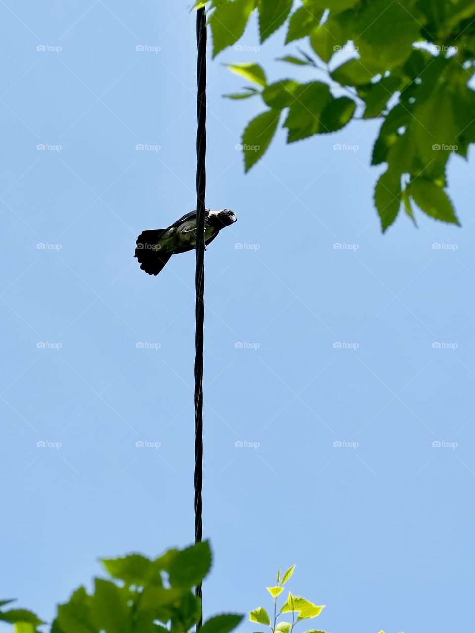 crow sits on wires