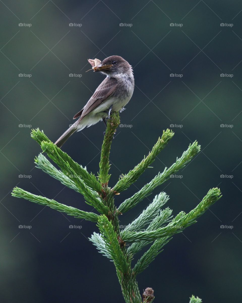 Flycatcher perched on top of an evergreen in the mountains of North Carolina 