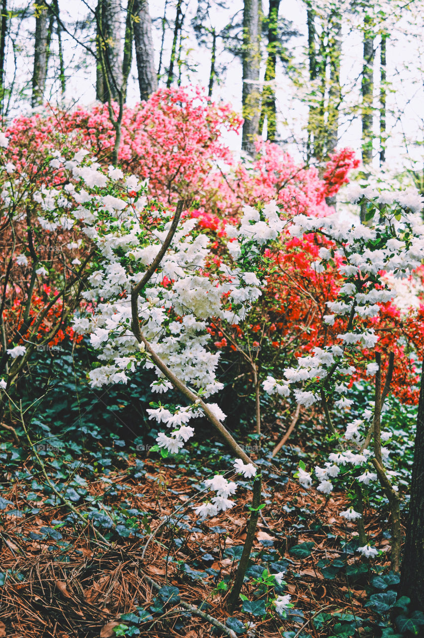 Flower, Tree, Leaf, Season, Nature