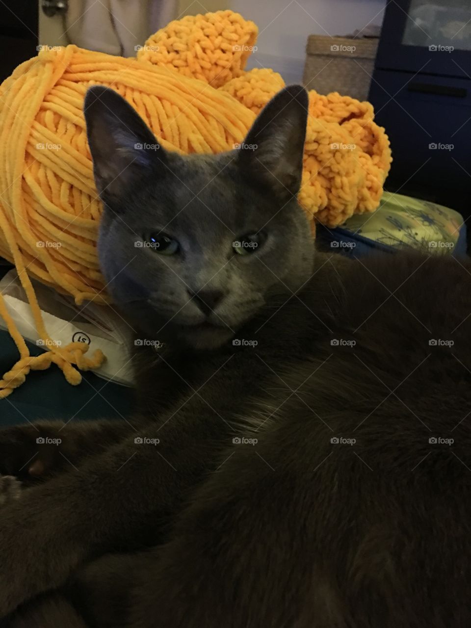 Cat laying by yarn