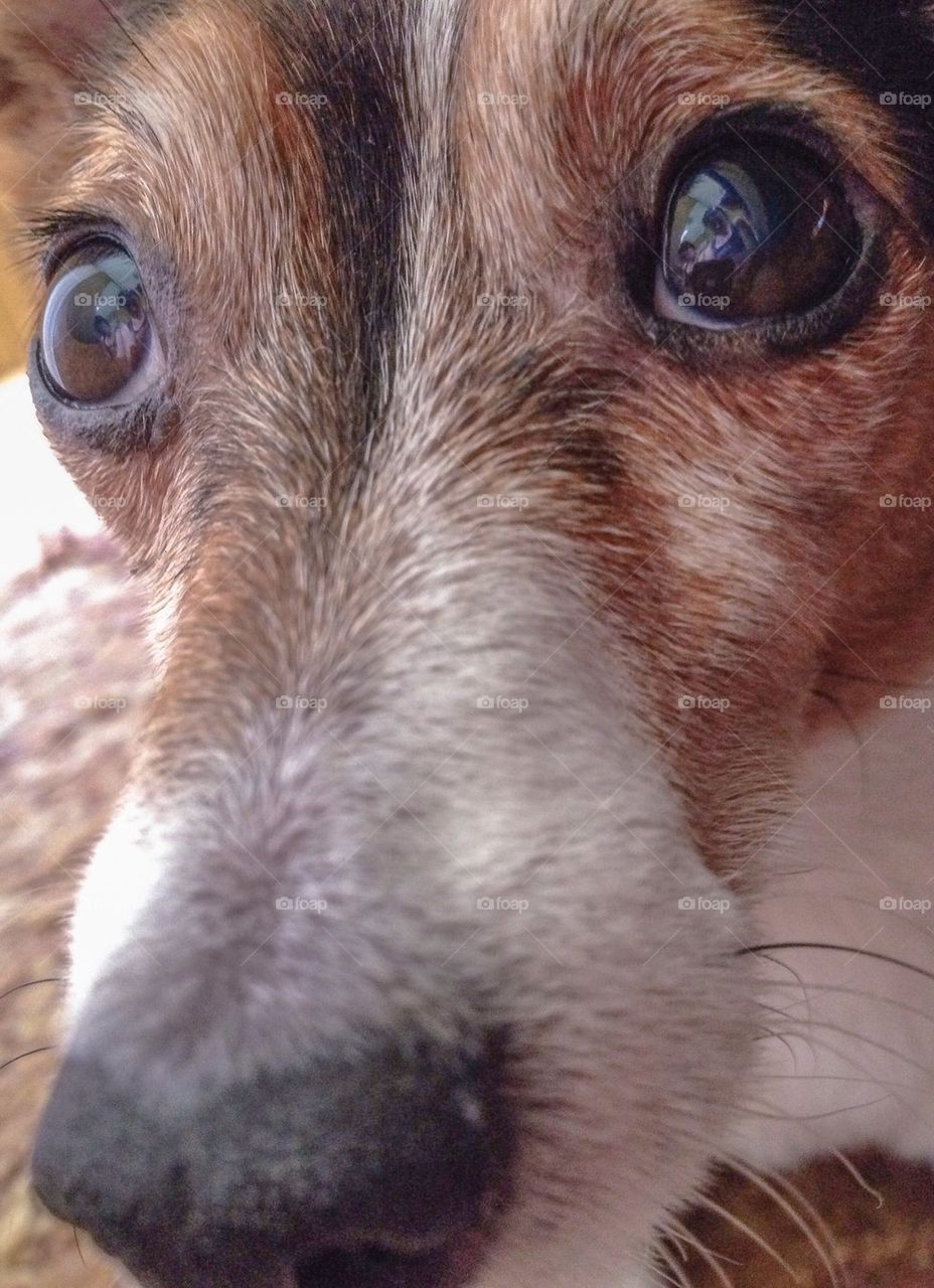 Puppy dogs devotion and love for his owner through his eyes