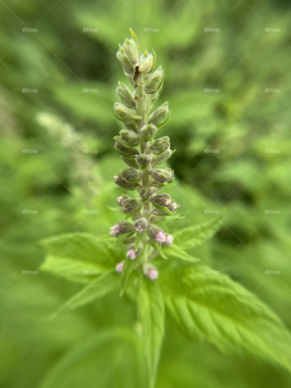 Wild flower , close up 