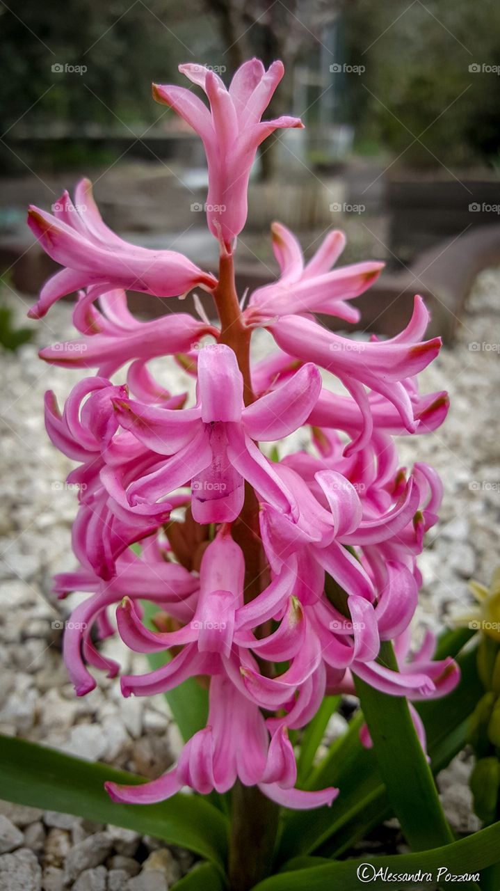 flower garden nature