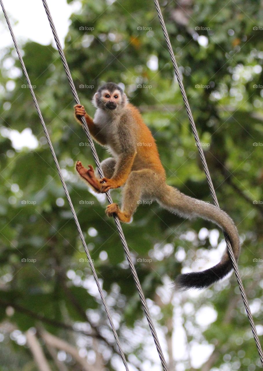Monkey on a wire