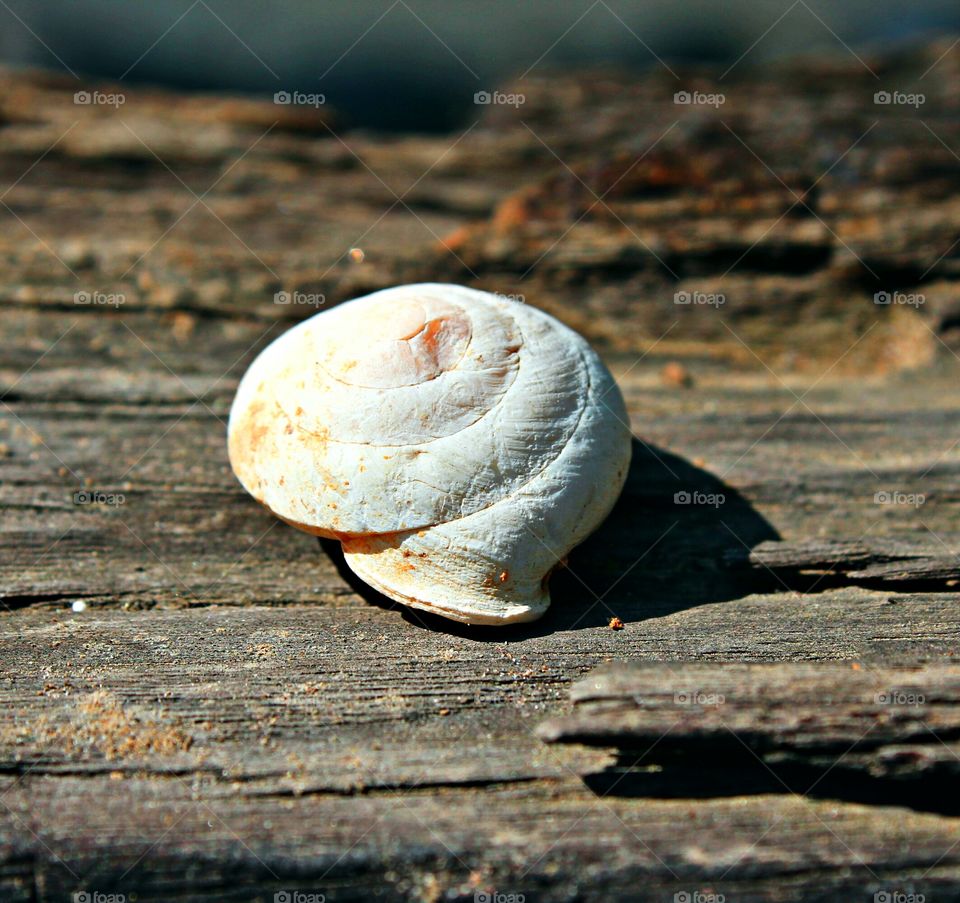 seashell
