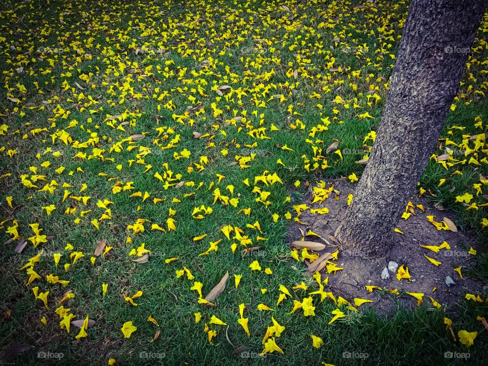 Tabebuia chrysantha, yellow flowers falling on grassy ground