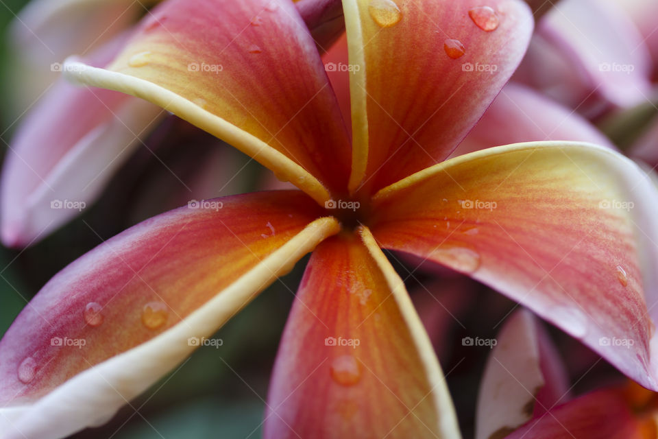 Extreme close-up of frangipani