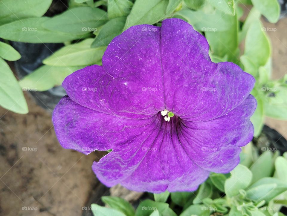 purple colour flower seasonal fresh shurb small size looks very beautiful generally found everywhere