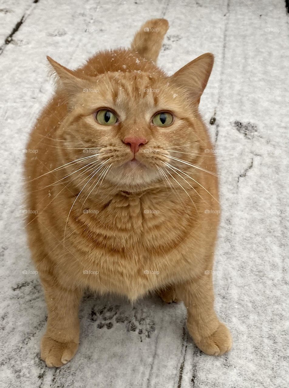 An orange cat sitting outside in the snow