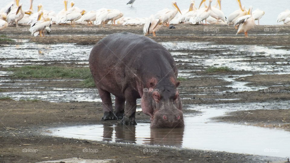 Hippo