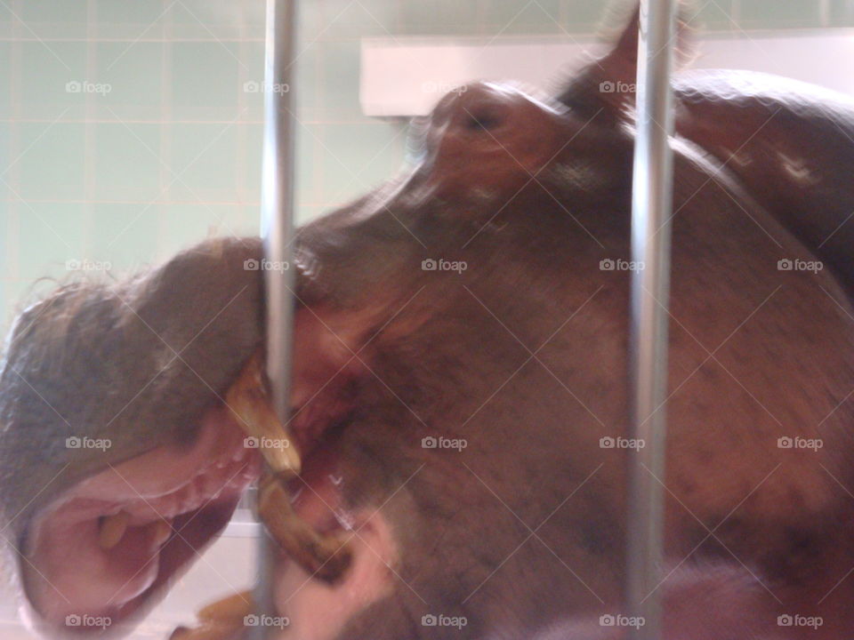Hippos Teeth on Bars at Zoo