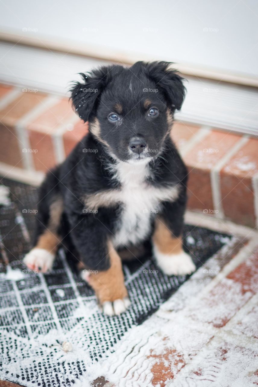 Australian Shepherd Puppy on the Doorstep After Snow