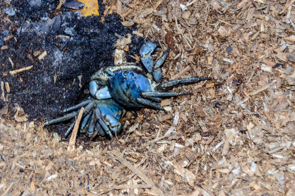 blue crab traffic jam