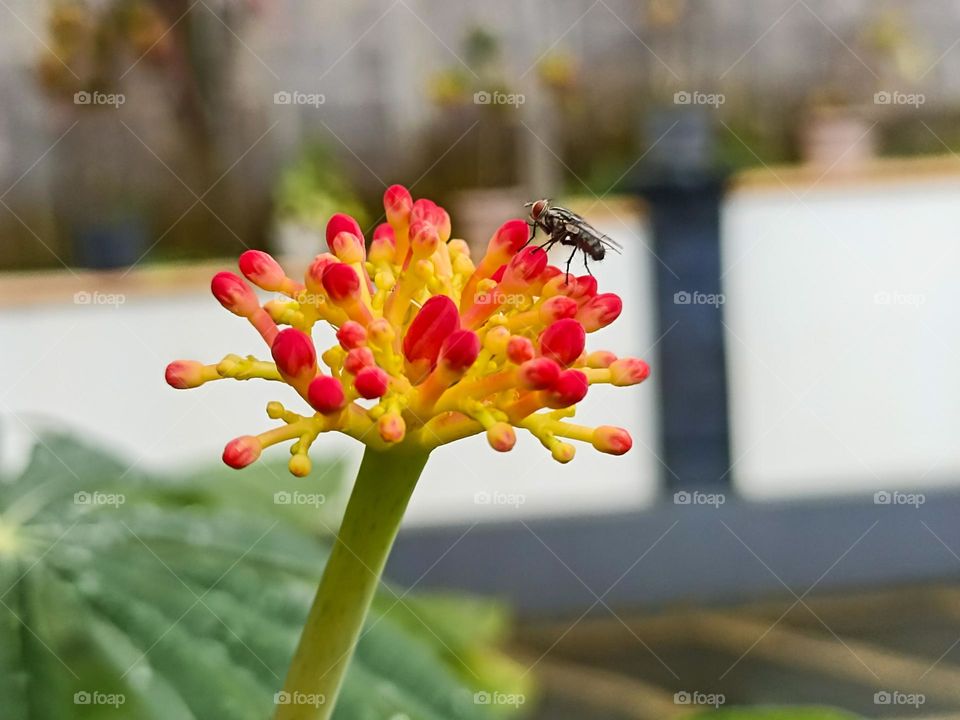 Close-up of a fly landing on a yellow and red flower in a garden