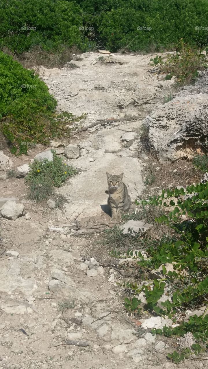 Menorca cat