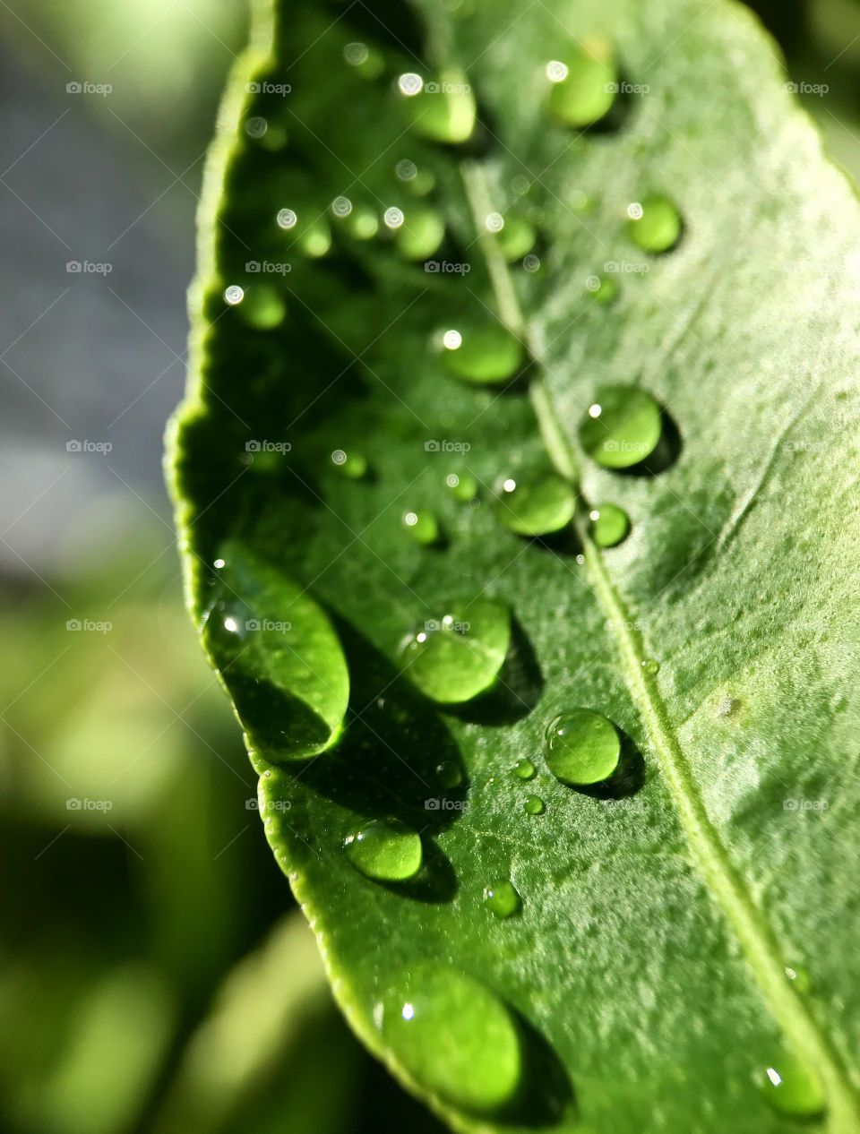 Sunny after raining make me got this photo. look at the reflction of water and green leaf, doen't make you feel fresh?