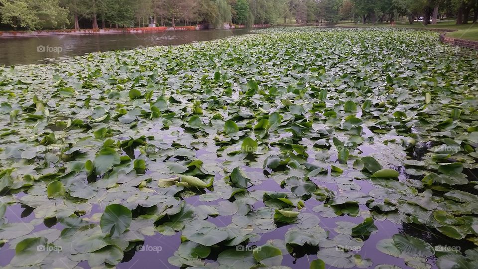 Lilly Pads . on a walk