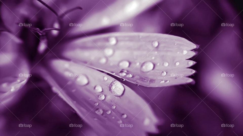 Purple Drops 