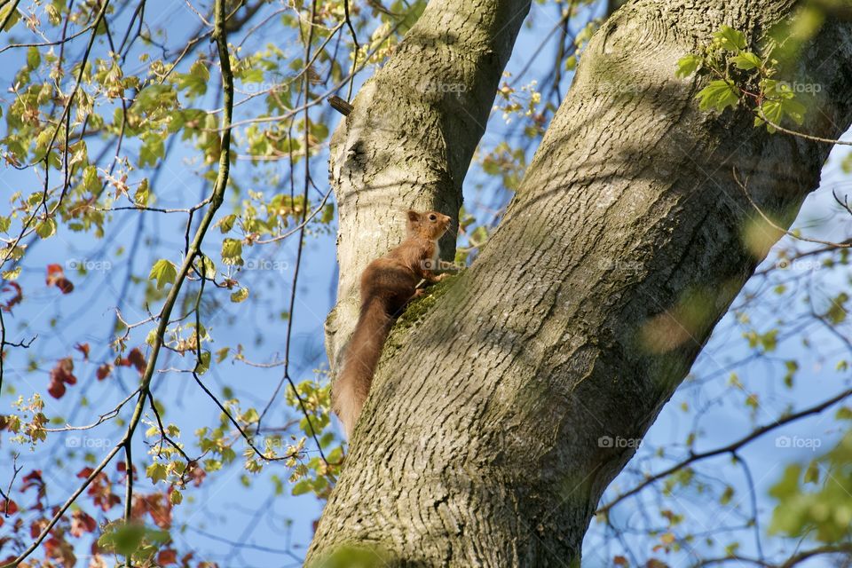 squirrel at riverdee spent ages getting this photo and had to do some risky climbing 