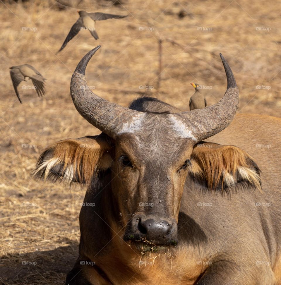 Buffalo and Friends - These buffaloes, like many wildlife species, depend on the Oxpecker bird to keep them free of ticks and other biting insects