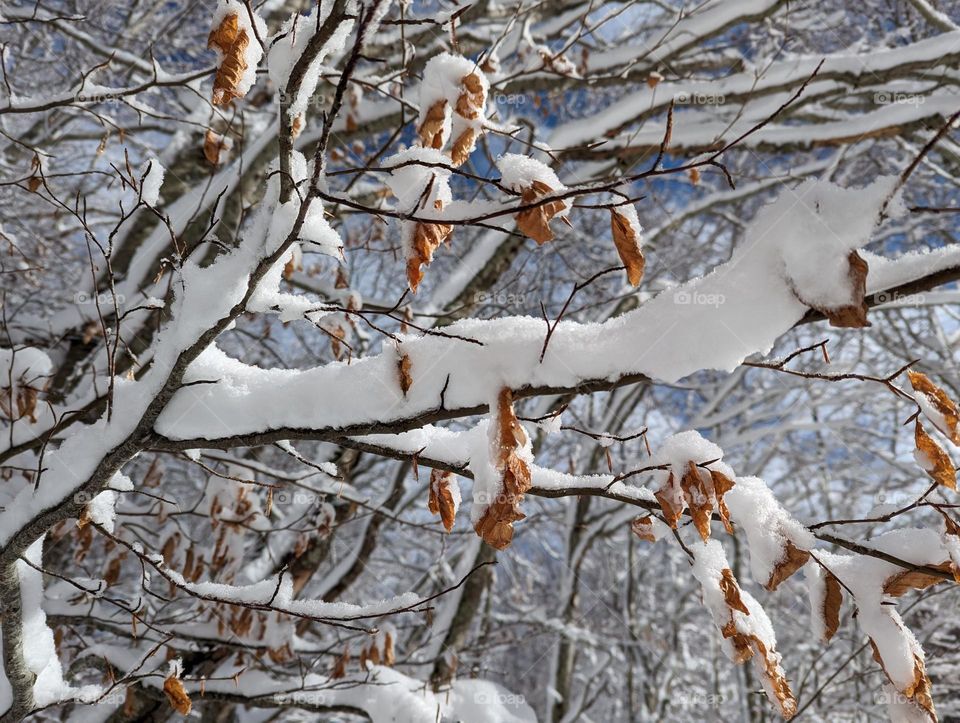 winter landscape