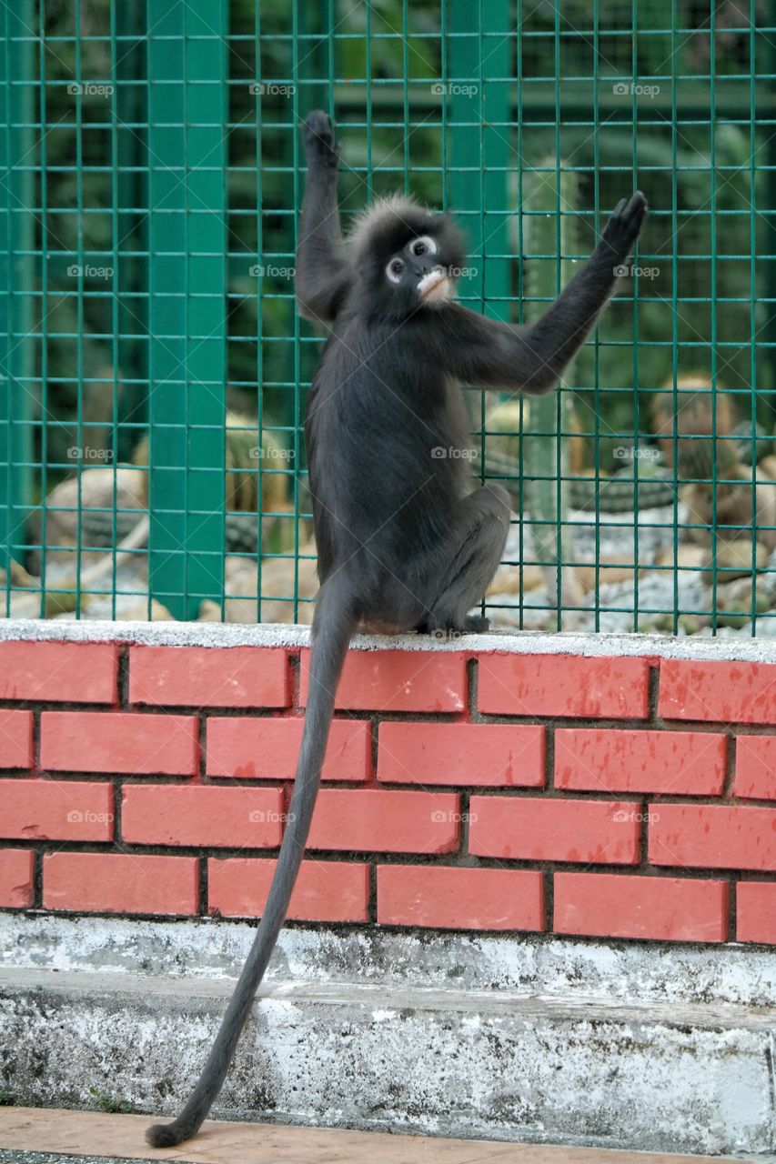 Dusky Leaf Monkey