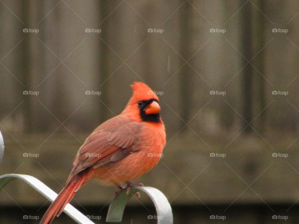 Beautiful Red bird