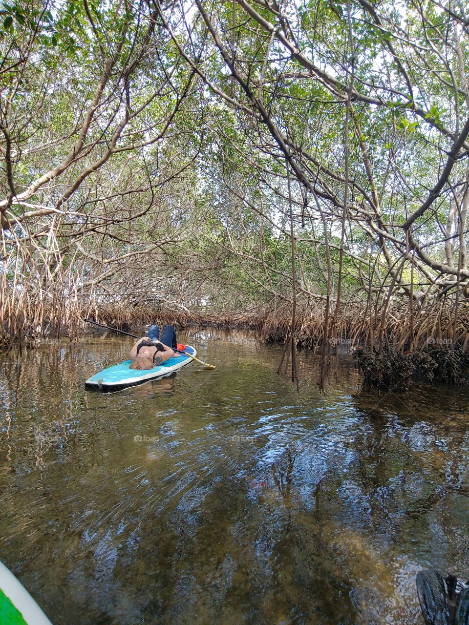gliding through some mangroves. the usual