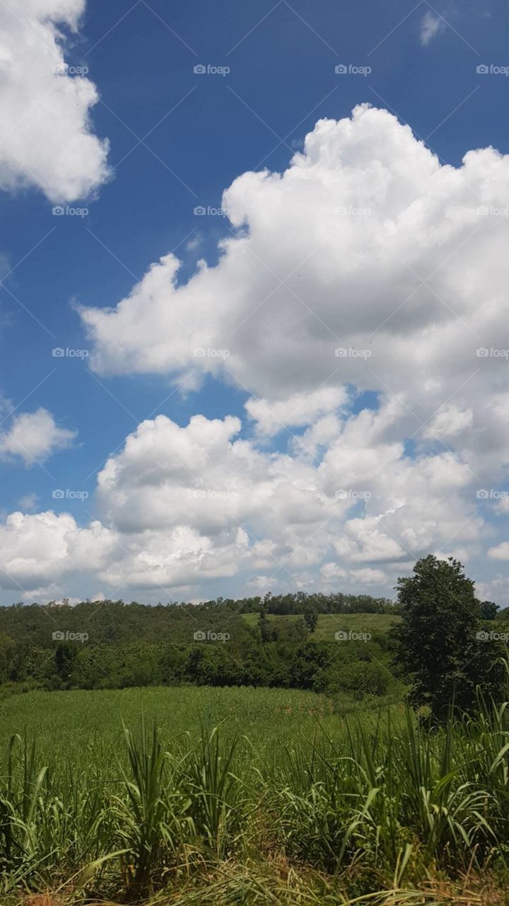 The cloud on sky and tree 
