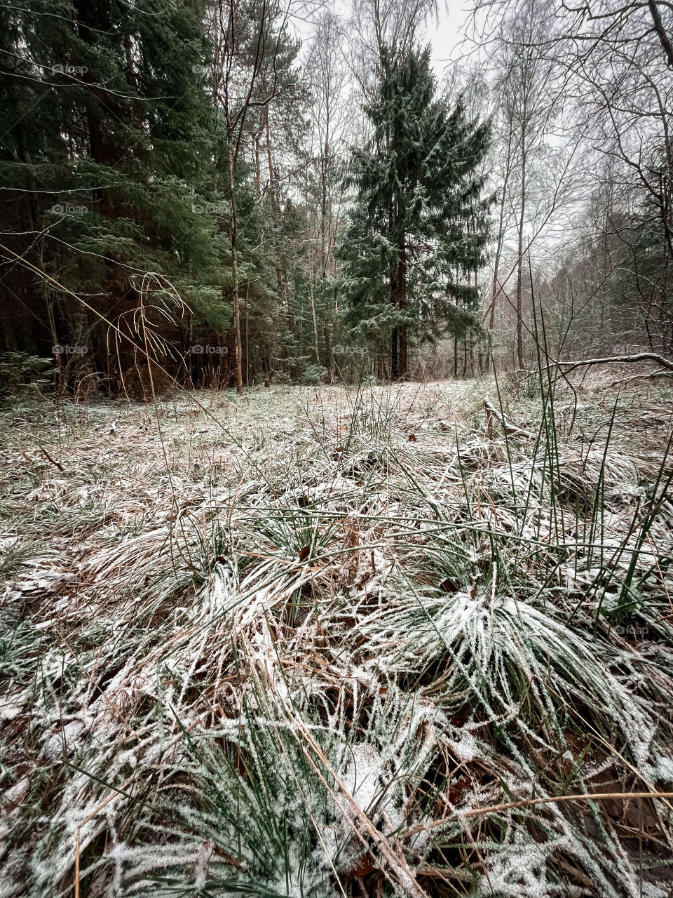 Winter landscape with forest in cloudy December day 