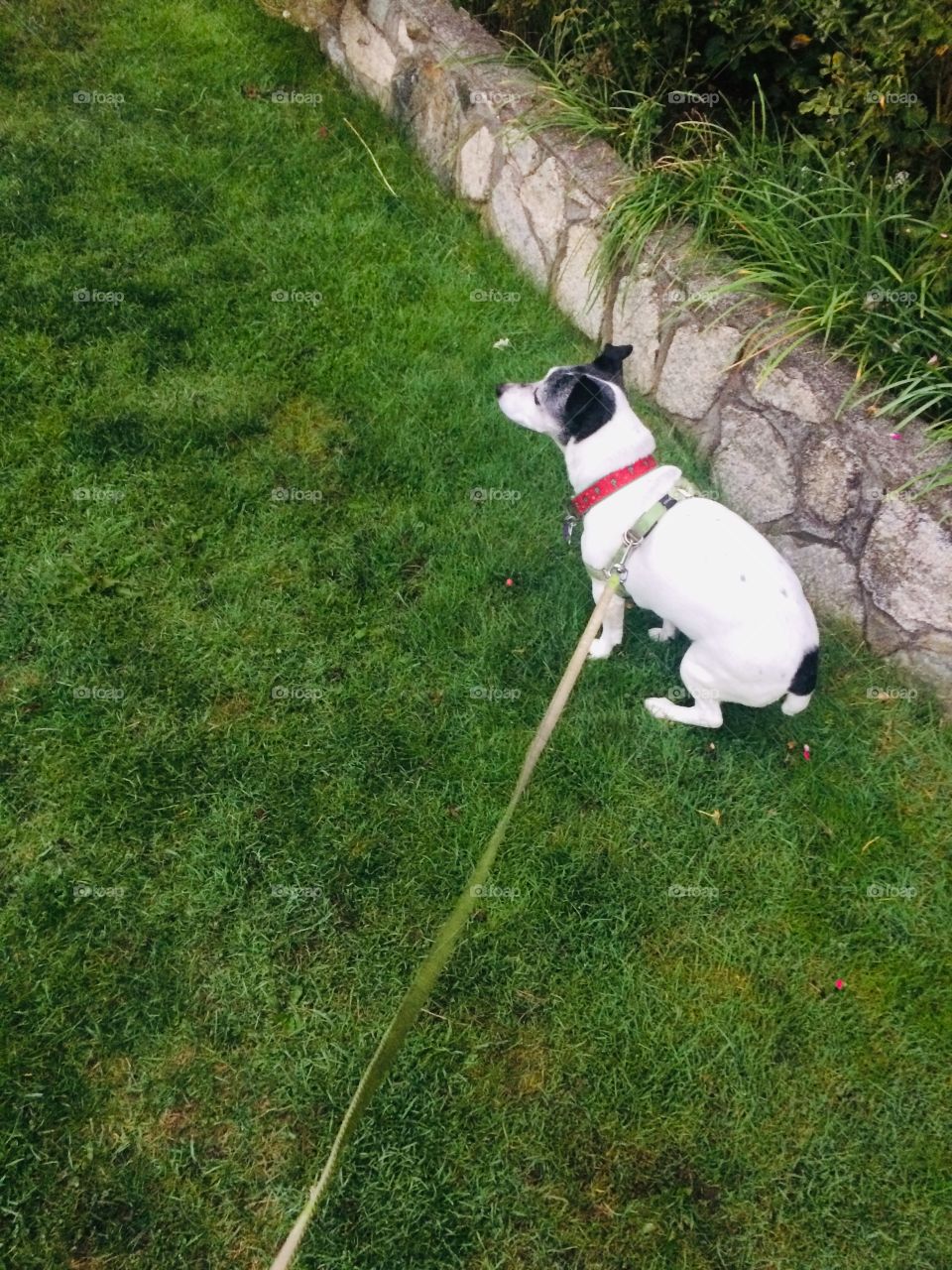 Coco the Jack Russell