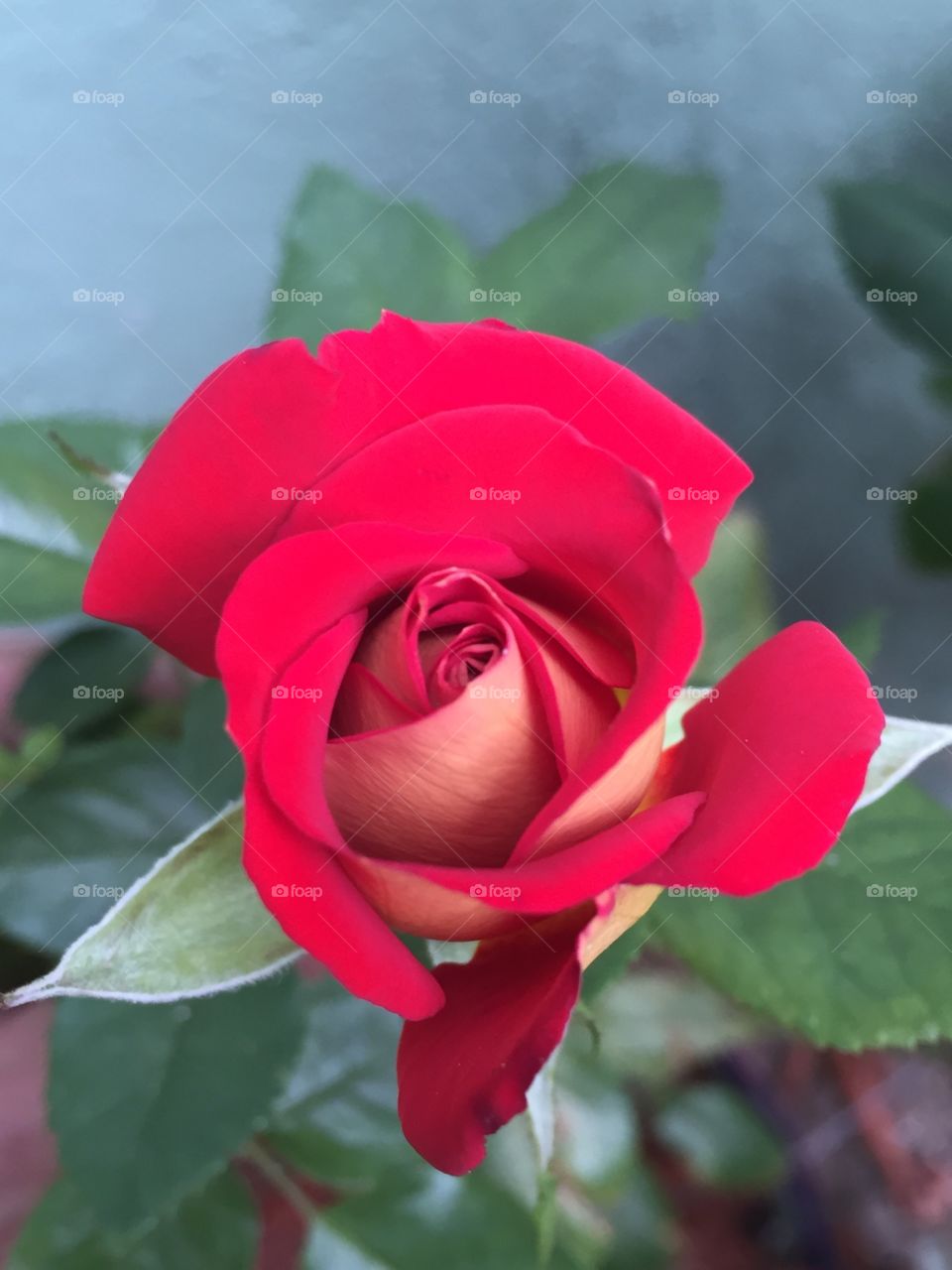Rose bud ready to open.