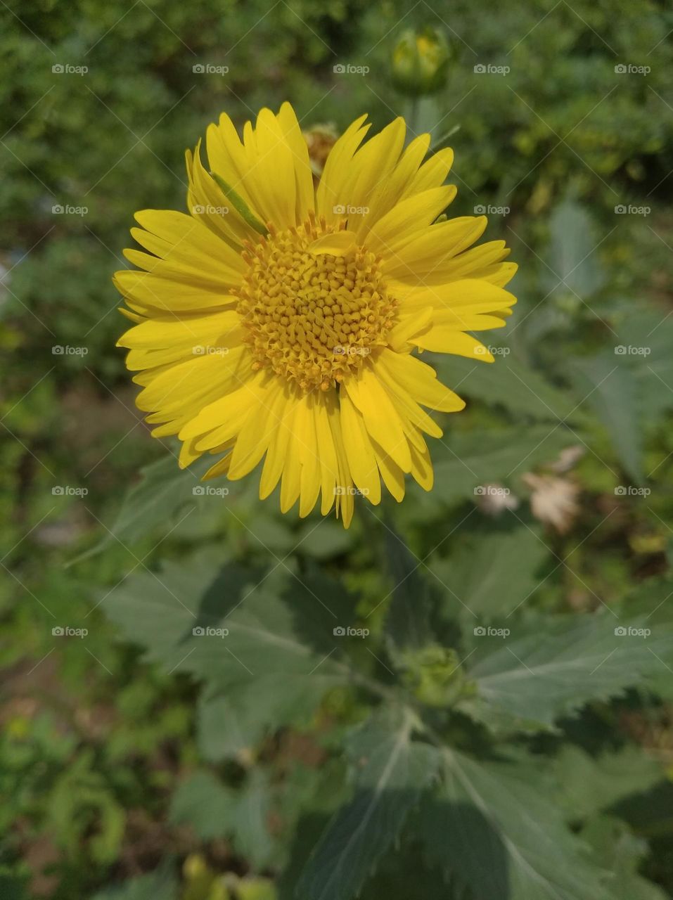 yellow flower seasonal fresh shrub small size looks very beautiful generally found everywhere
