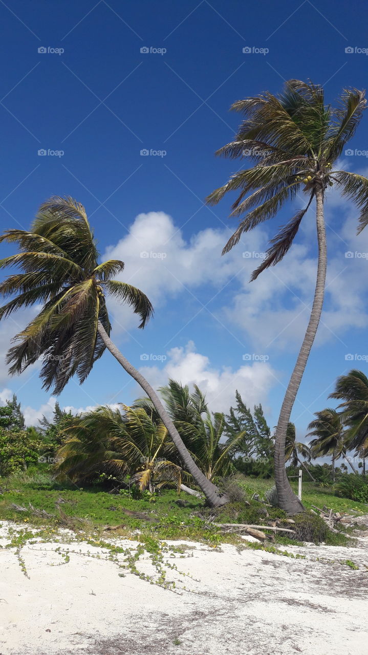 Palm, Tropical, Beach, Seashore, Tree