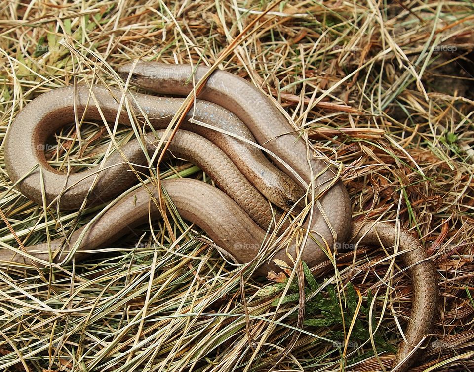 slow worm (anguis fragilis)