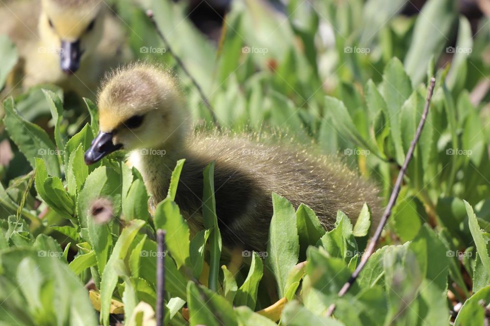 Duckling in the green field 