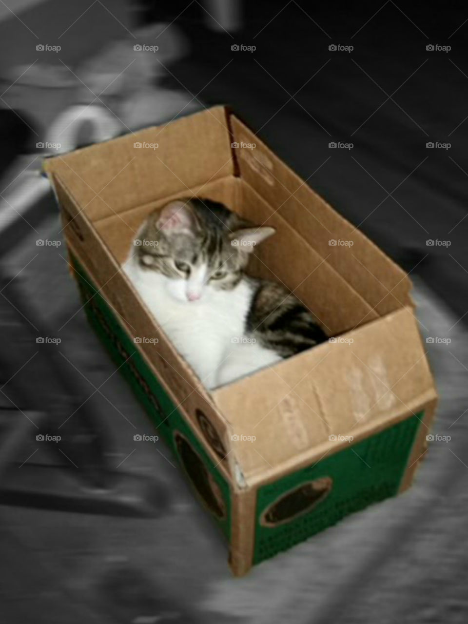Cat in a Box