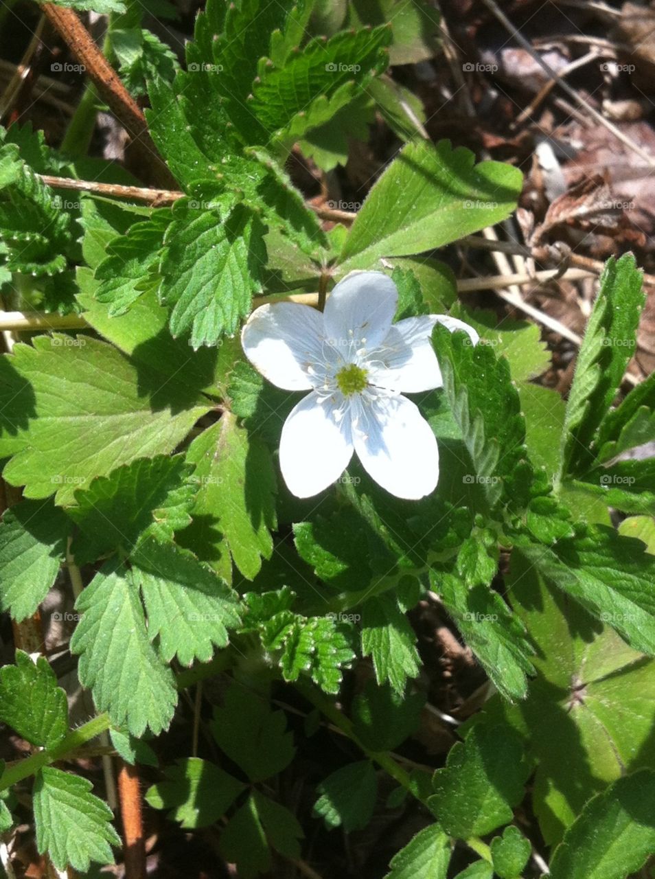Trail flower