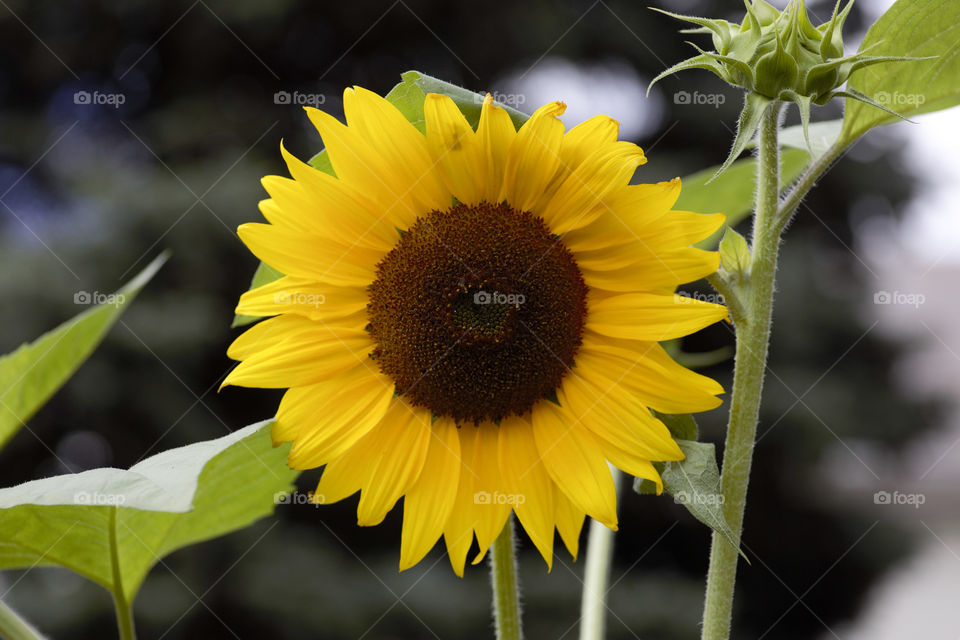 Sunflower