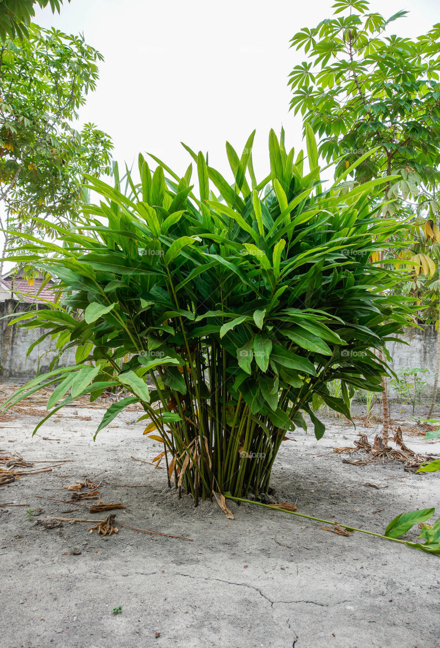 galangal plant medical health